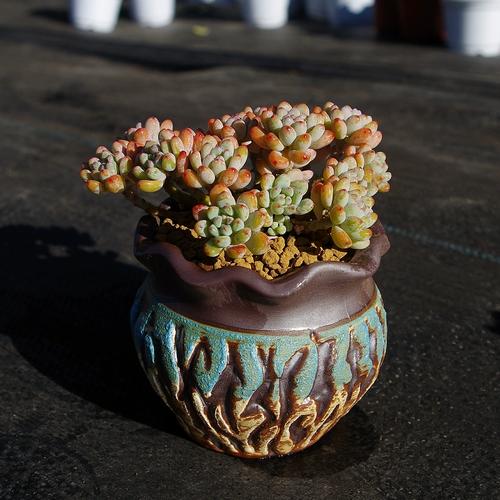 多肉绿豆怎么养，多肉绿豆怎么养护和浇水？-第4张图片-优品飞百科