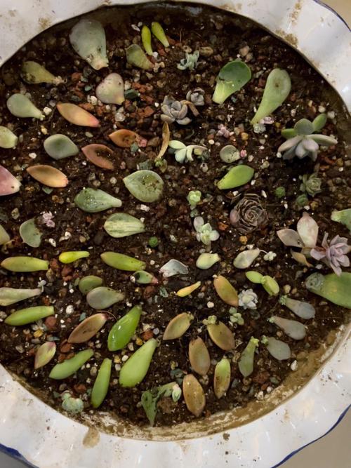 多肉绿豆怎么养，多肉绿豆怎么养护和浇水？-第5张图片-优品飞百科