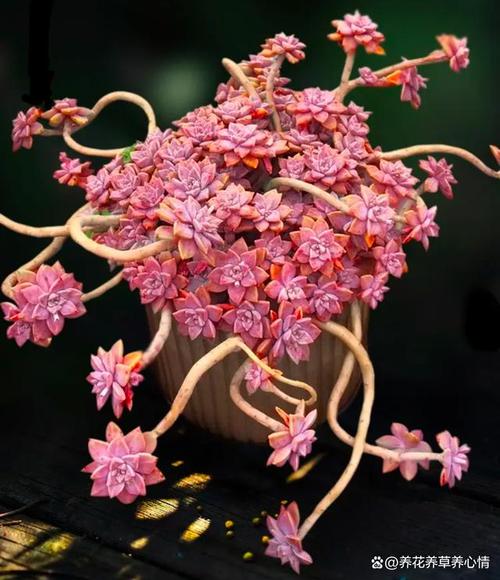 多肉绿豆怎么养，多肉绿豆怎么养护和浇水？-第6张图片-优品飞百科