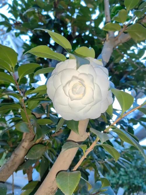 山茶花怎么扦插，山茶花怎么扦插成活率高？-第3张图片-优品飞百科