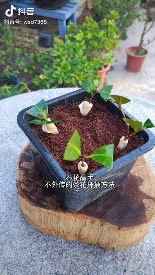 山茶花怎么扦插，山茶花怎么扦插成活率高？-第4张图片-优品飞百科