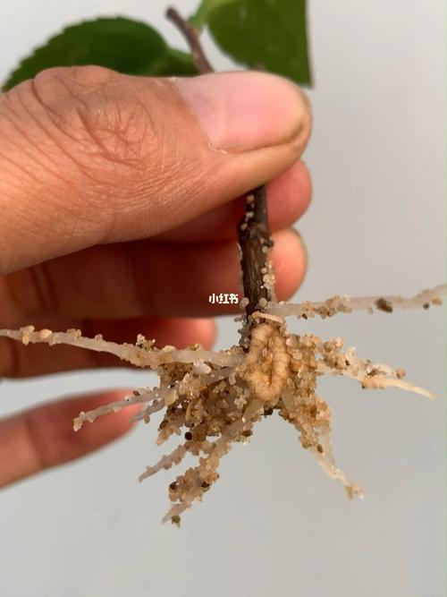 山茶花怎么扦插，山茶花怎么扦插成活率高？-第5张图片-优品飞百科