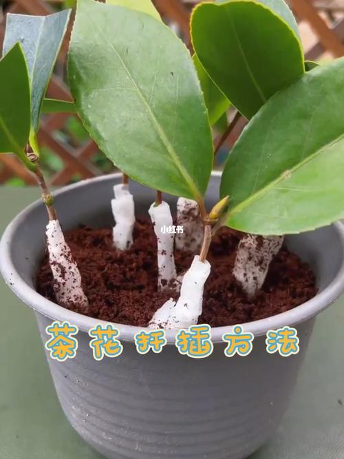 山茶花怎么扦插，山茶花怎么扦插成活率高？-第6张图片-优品飞百科
