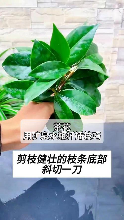 山茶花怎么扦插，山茶花怎么扦插成活率高？-第7张图片-优品飞百科