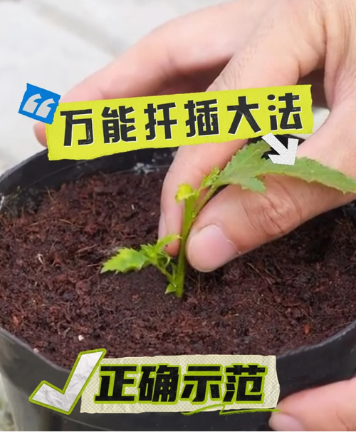 山茶花怎么扦插，山茶花怎么扦插成活率高？-第8张图片-优品飞百科