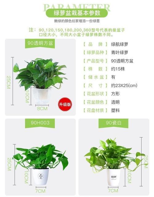 大盆栽绿萝怎么种，大盆栽绿萝放什么位置好？