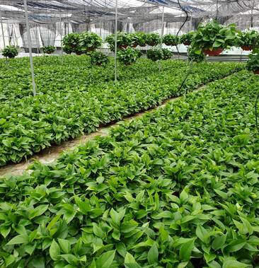 大盆栽绿萝怎么种，大盆栽绿萝放什么位置好？-第2张图片-优品飞百科