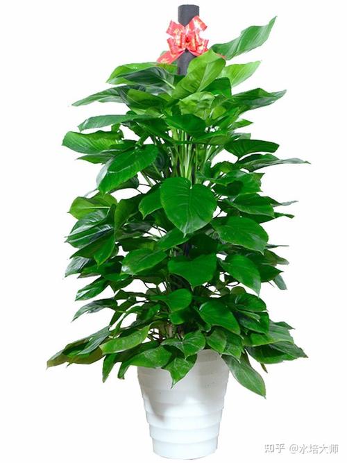 大盆栽绿萝怎么种，大盆栽绿萝放什么位置好？-第3张图片-优品飞百科