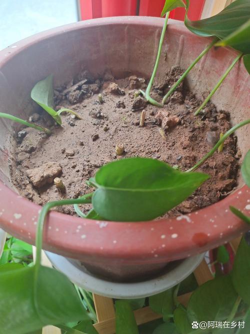 大盆栽绿萝怎么种，大盆栽绿萝放什么位置好？-第4张图片-优品飞百科