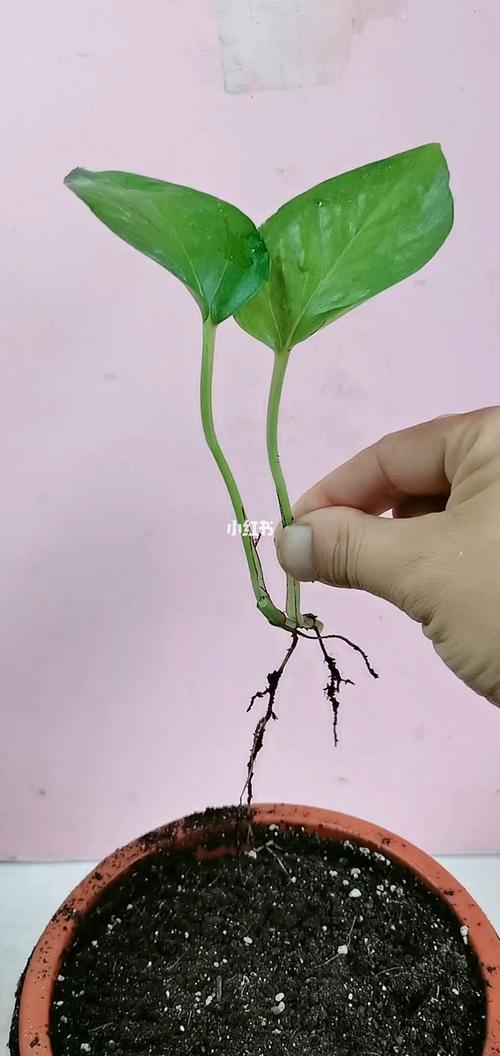 大盆栽绿萝怎么种，大盆栽绿萝放什么位置好？-第5张图片-优品飞百科