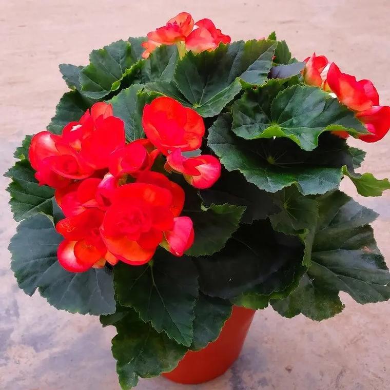 丽格海棠如何爆盆？丽格海棠如何爆盆视频教程？