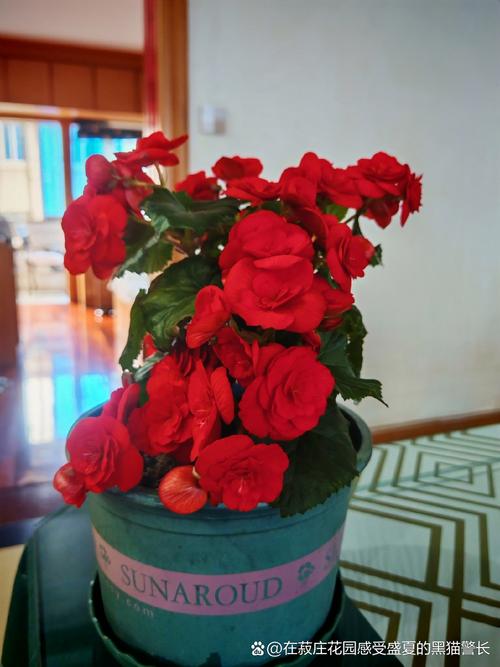 丽格海棠如何爆盆？丽格海棠如何爆盆视频教程？-第2张图片-优品飞百科