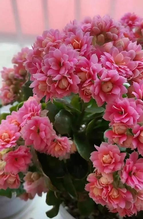 丽格海棠如何爆盆？丽格海棠如何爆盆视频教程？-第3张图片-优品飞百科