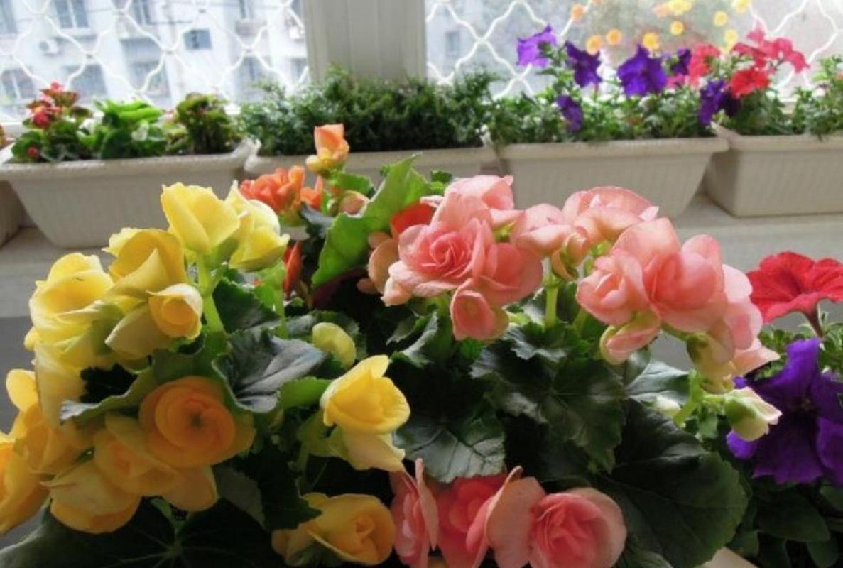 丽格海棠如何爆盆？丽格海棠如何爆盆视频教程？-第5张图片-优品飞百科