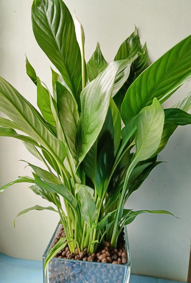 丽格海棠如何爆盆？丽格海棠如何爆盆视频教程？-第6张图片-优品飞百科