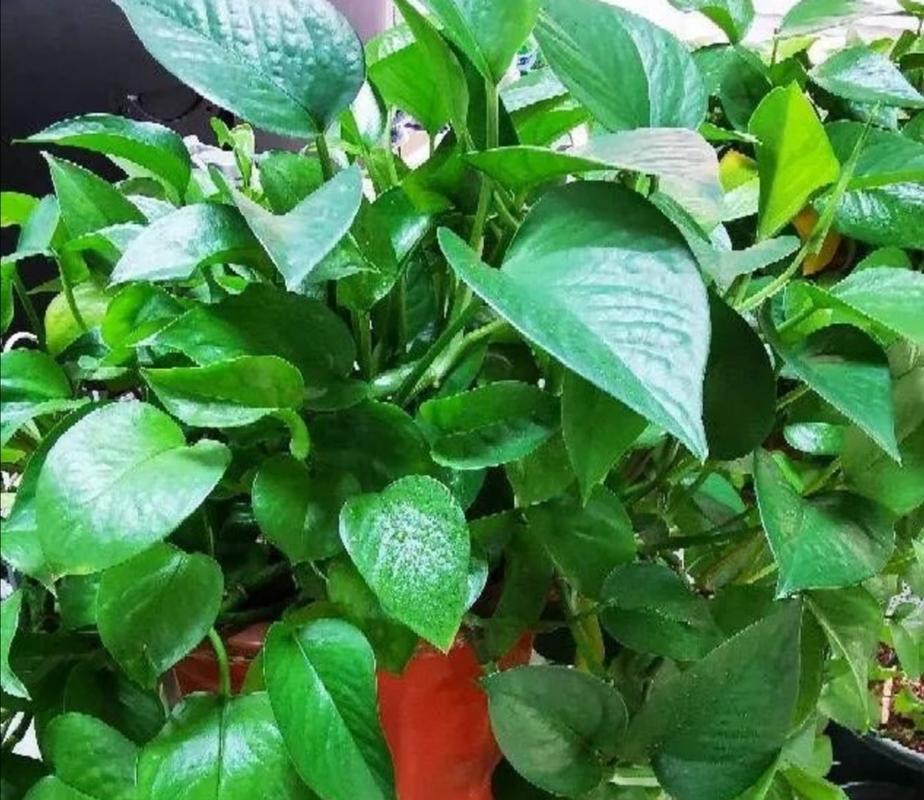 绿萝用什么水浇比较好？绿萝用什么水浇比较好长的最快？