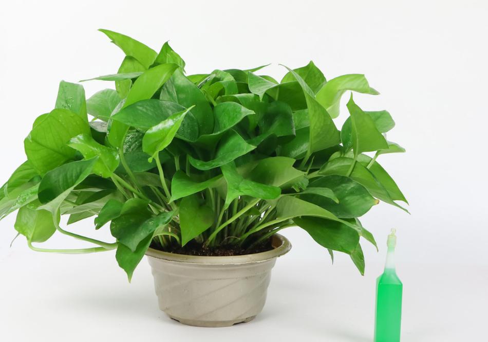 绿萝用什么水浇比较好？绿萝用什么水浇比较好长的最快？-第2张图片-优品飞百科