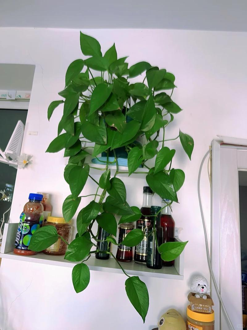 绿萝用什么水浇比较好？绿萝用什么水浇比较好长的最快？-第3张图片-优品飞百科