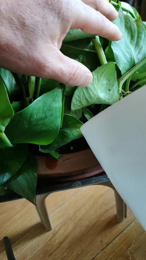 绿萝用什么水浇比较好？绿萝用什么水浇比较好长的最快？-第5张图片-优品飞百科