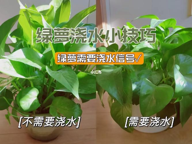 绿萝用什么水浇比较好？绿萝用什么水浇比较好长的最快？-第6张图片-优品飞百科