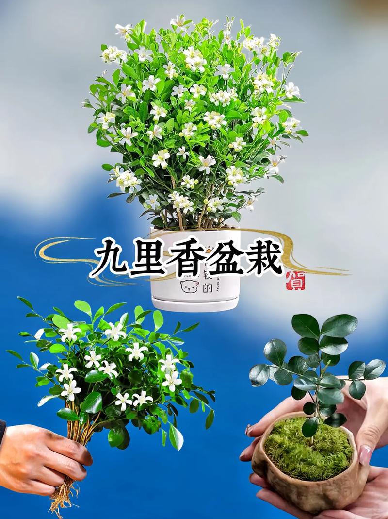 九里香的养殖方法，达摩九里香的养殖方法？