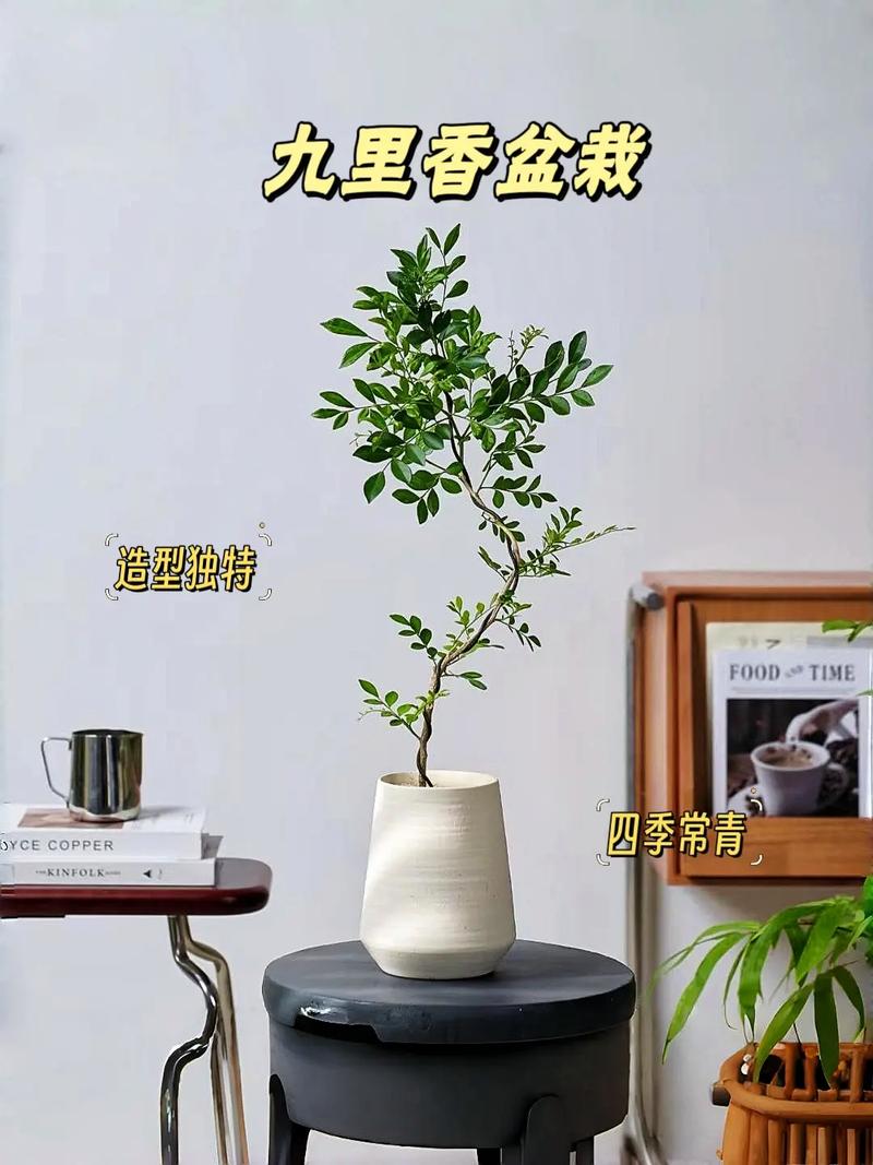 九里香的养殖方法,达摩九里香的养殖方法?-第2张图片-优品飞百科 九里香的养殖方法,达摩九里香的养殖方法?-第2张图片-优品飞百科