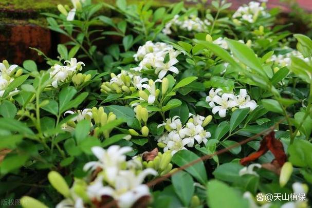 九里香的养殖方法,达摩九里香的养殖方法?-第4张图片-优品飞百科 九里香的养殖方法,达摩九里香的养殖方法?-第4张图片-优品飞百科