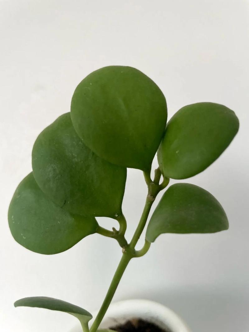 碧雷鼓怎么换盆,碧雷鼓的寓意?-第2张图片-优品飞百科 碧雷鼓怎么换盆,碧雷鼓的寓意?-第2张图片-优品飞百科