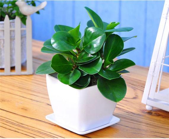 碧雷鼓怎么换盆,碧雷鼓的寓意?-第4张图片-优品飞百科 碧雷鼓怎么换盆,碧雷鼓的寓意?-第4张图片-优品飞百科