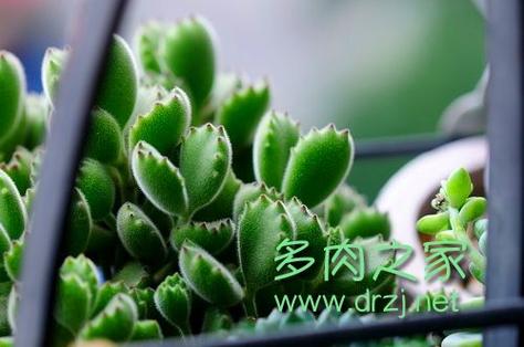 碧雷鼓怎么换盆,碧雷鼓的寓意?-第6张图片-优品飞百科 碧雷鼓怎么换盆,碧雷鼓的寓意?-第6张图片-优品飞百科