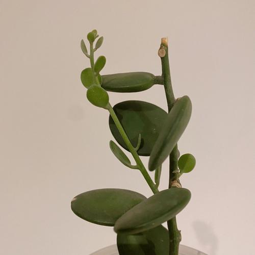 碧雷鼓怎么换盆,碧雷鼓的寓意?-第5张图片-优品飞百科 碧雷鼓怎么换盆,碧雷鼓的寓意?-第5张图片-优品飞百科