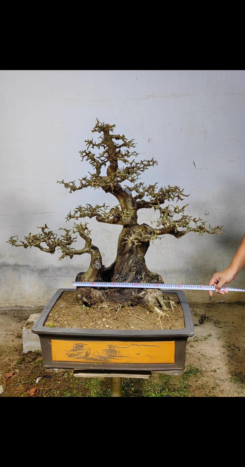 小对节白蜡怎么造型，对节白蜡小苗造型技巧？