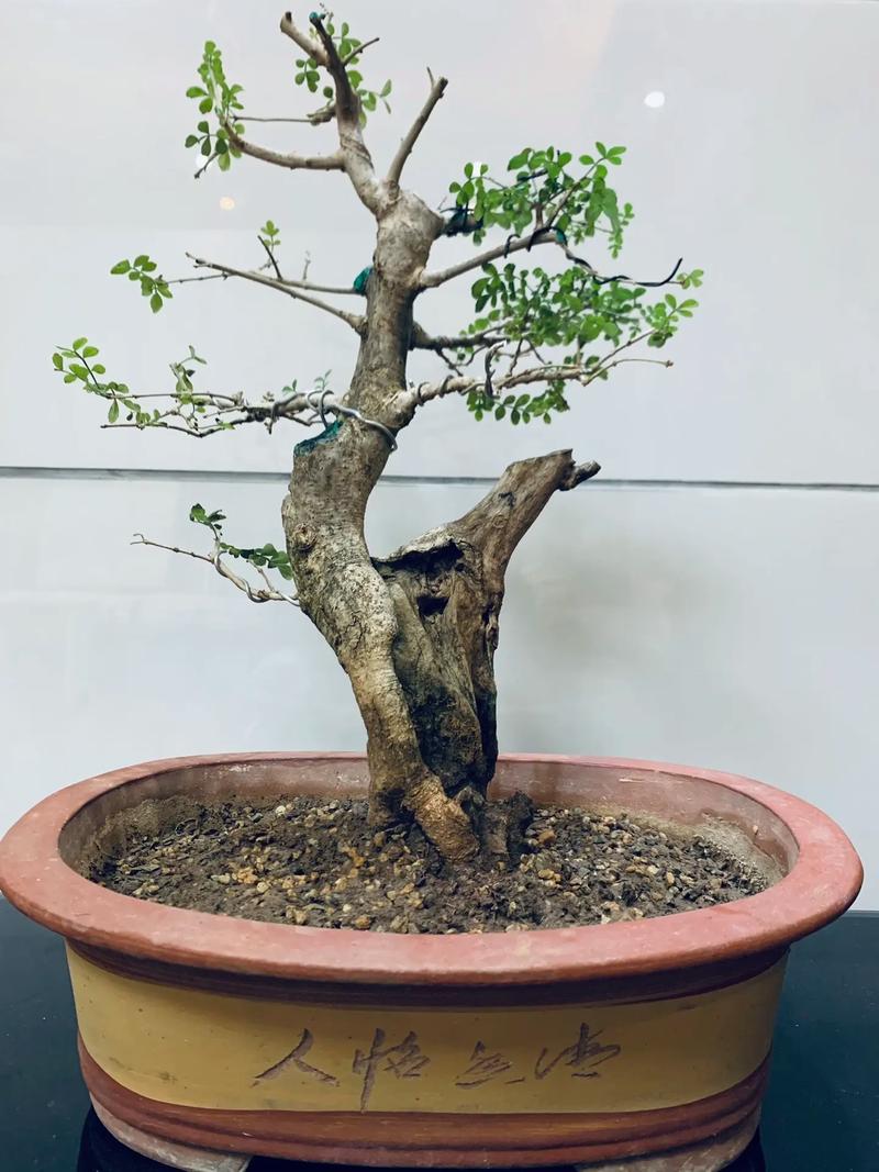 小对节白蜡怎么造型，对节白蜡小苗造型技巧？-第2张图片-优品飞百科