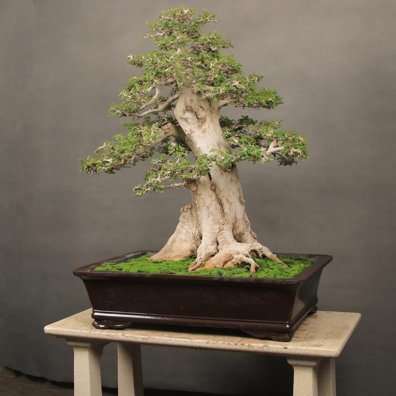 小对节白蜡怎么造型，对节白蜡小苗造型技巧？-第3张图片-优品飞百科