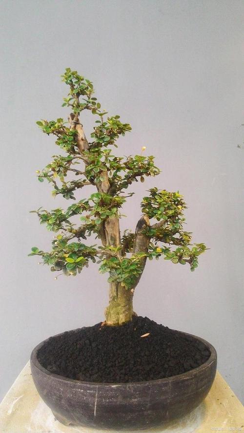 小对节白蜡怎么造型，对节白蜡小苗造型技巧？-第4张图片-优品飞百科