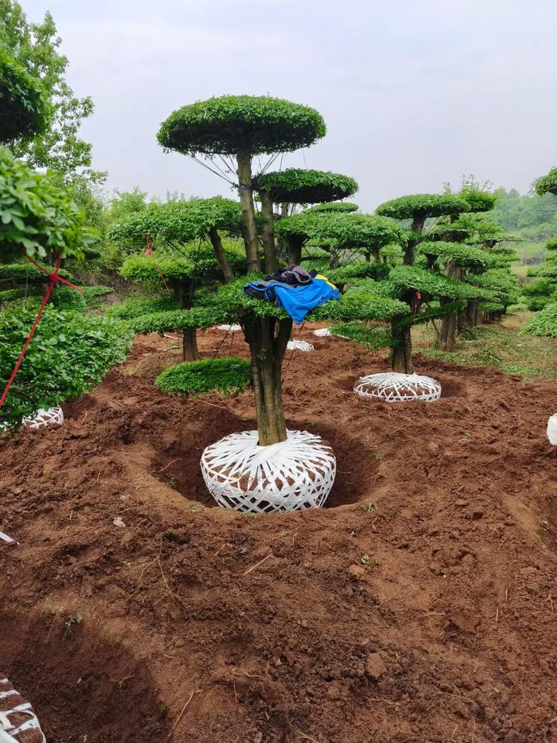 小对节白蜡怎么造型，对节白蜡小苗造型技巧？-第5张图片-优品飞百科