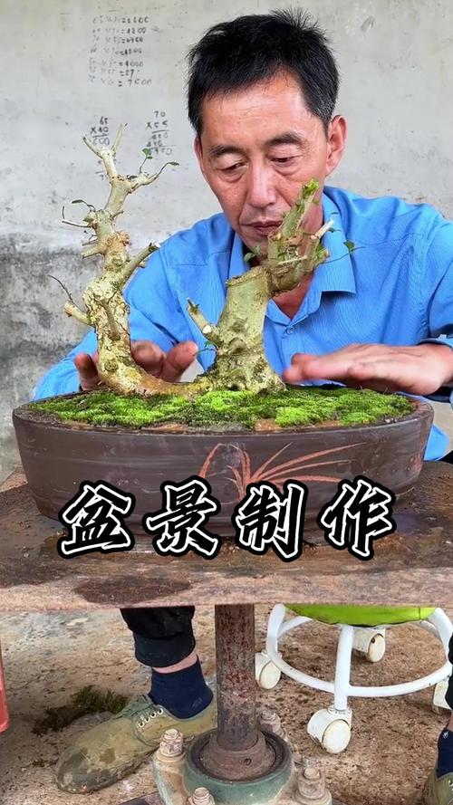 小对节白蜡怎么造型，对节白蜡小苗造型技巧？-第6张图片-优品飞百科