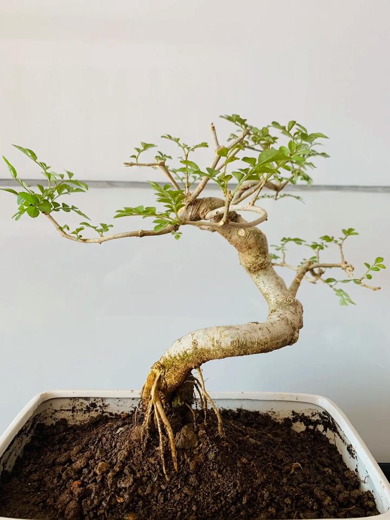 小对节白蜡怎么造型，对节白蜡小苗造型技巧？-第7张图片-优品飞百科