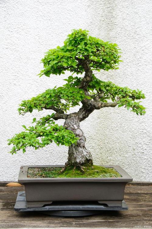 小对节白蜡怎么造型，对节白蜡小苗造型技巧？-第8张图片-优品飞百科