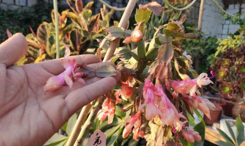 冬天蟹爪兰叶子发软怎么办，冬天蟹爪兰蔫了怎么办