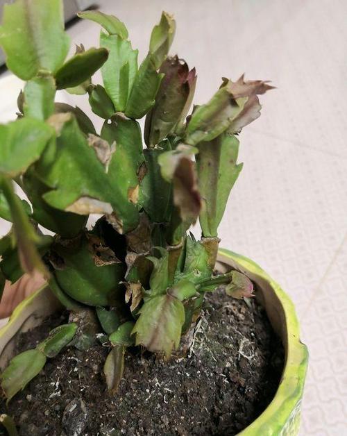 冬天蟹爪兰叶子发软怎么办,冬天蟹爪兰蔫了怎么办-第2张图片-优品飞百科 冬天蟹爪兰叶子发软怎么办,冬天蟹爪兰蔫了怎么办-第2张图片-优品飞百科