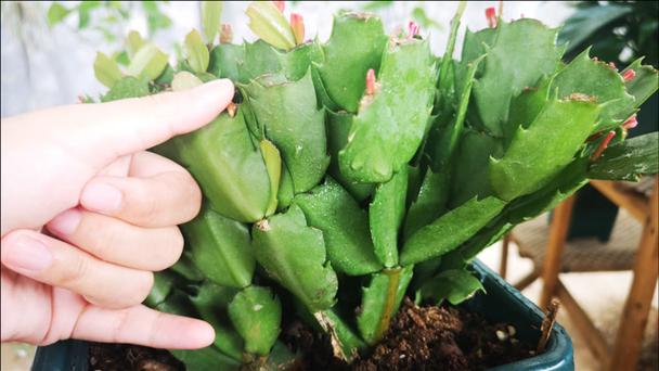 冬天蟹爪兰叶子发软怎么办,冬天蟹爪兰蔫了怎么办-第3张图片-优品飞百科 冬天蟹爪兰叶子发软怎么办,冬天蟹爪兰蔫了怎么办-第3张图片-优品飞百科