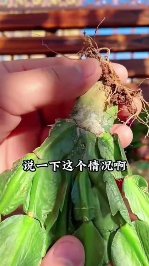 冬天蟹爪兰叶子发软怎么办,冬天蟹爪兰蔫了怎么办-第5张图片-优品飞百科 冬天蟹爪兰叶子发软怎么办,冬天蟹爪兰蔫了怎么办-第5张图片-优品飞百科