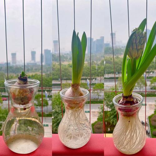 水培风信子的繁殖方法图解，水培风信子怎么繁殖新种球？