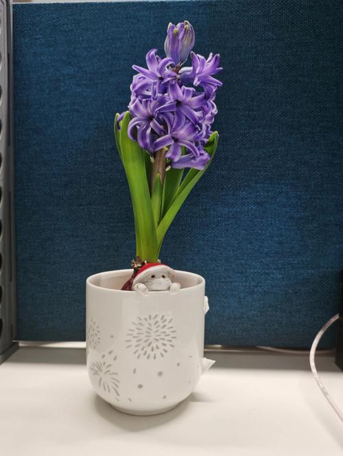 水培风信子的繁殖方法图解，水培风信子怎么繁殖新种球？-第2张图片-优品飞百科