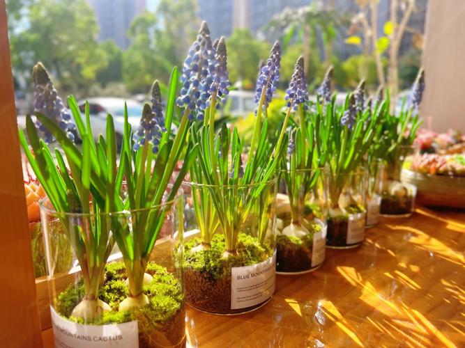 水培风信子的繁殖方法图解，水培风信子怎么繁殖新种球？-第3张图片-优品飞百科