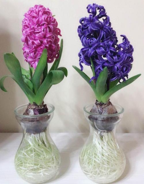 水培风信子的繁殖方法图解，水培风信子怎么繁殖新种球？-第4张图片-优品飞百科