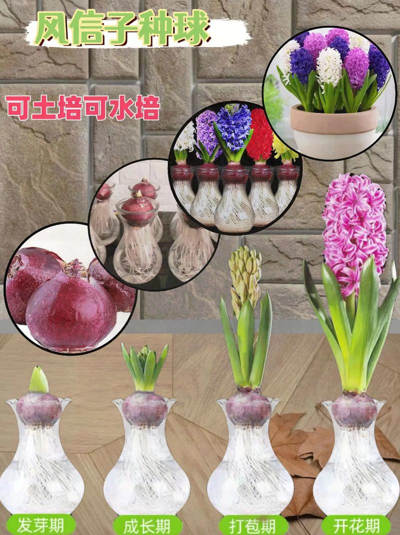 水培风信子的繁殖方法图解，水培风信子怎么繁殖新种球？-第5张图片-优品飞百科