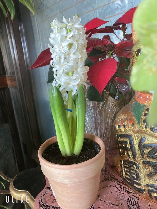 水培风信子的繁殖方法图解，水培风信子怎么繁殖新种球？-第6张图片-优品飞百科