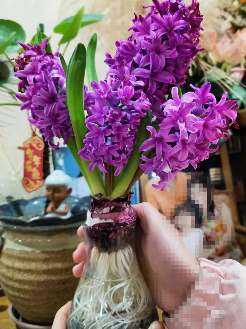 水培风信子的繁殖方法图解，水培风信子怎么繁殖新种球？-第7张图片-优品飞百科